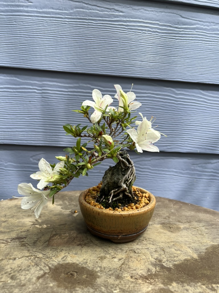 In full bloom, post-work — root-over-rock base just visible above the kanuma.
